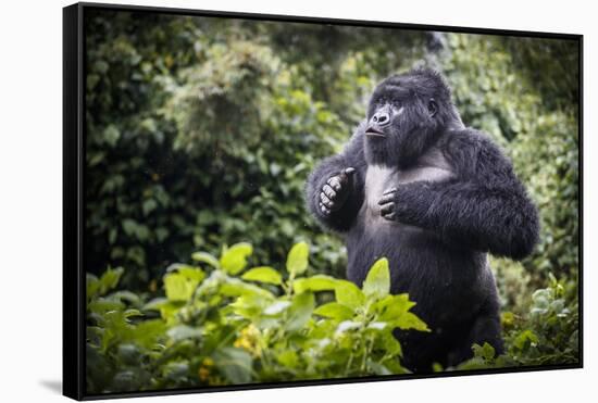 Mountain gorilla blackback, Volcanoes NP, Rwanda-Christophe Courteau-Framed Stretched Canvas