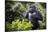 Mountain gorilla blackback, Volcanoes NP, Rwanda-Christophe Courteau-Stretched Canvas