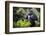 Mountain gorilla blackback, Volcanoes NP, Rwanda-Christophe Courteau-Framed Photographic Print