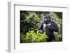 Mountain gorilla blackback, Volcanoes NP, Rwanda-Christophe Courteau-Framed Photographic Print