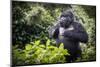 Mountain gorilla blackback, Volcanoes NP, Rwanda-Christophe Courteau-Mounted Photographic Print