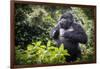 Mountain gorilla blackback, Volcanoes NP, Rwanda-Christophe Courteau-Framed Photographic Print