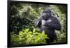 Mountain gorilla blackback, Volcanoes NP, Rwanda-Christophe Courteau-Framed Photographic Print