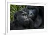 Mountain gorilla. Bwindi Impenetrable Forest. Uganda-Roger De La Harpe-Framed Photographic Print