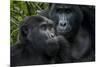 Mountain gorilla. Bwindi Impenetrable Forest. Uganda-Roger De La Harpe-Mounted Photographic Print