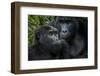 Mountain gorilla. Bwindi Impenetrable Forest. Uganda-Roger De La Harpe-Framed Photographic Print