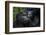 Mountain gorilla. Bwindi Impenetrable Forest. Uganda-Roger De La Harpe-Framed Photographic Print