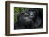 Mountain gorilla. Bwindi Impenetrable Forest. Uganda-Roger De La Harpe-Framed Premium Photographic Print