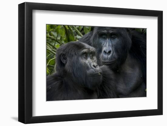 Mountain gorilla. Bwindi Impenetrable Forest. Uganda-Roger De La Harpe-Framed Premium Photographic Print