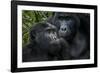 Mountain gorilla. Bwindi Impenetrable Forest. Uganda-Roger De La Harpe-Framed Photographic Print