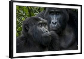 Mountain gorilla. Bwindi Impenetrable Forest. Uganda-Roger De La Harpe-Framed Photographic Print