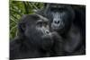 Mountain gorilla. Bwindi Impenetrable Forest. Uganda-Roger De La Harpe-Mounted Photographic Print