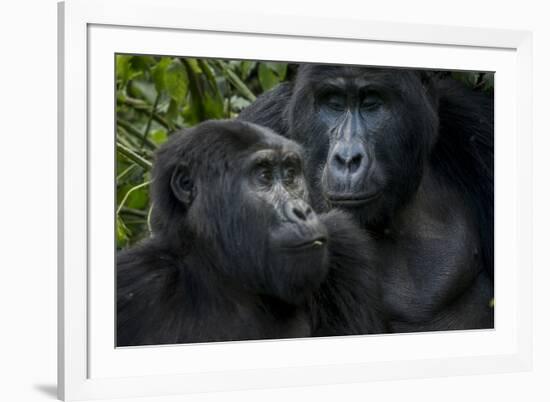 Mountain gorilla. Bwindi Impenetrable Forest. Uganda-Roger De La Harpe-Framed Premium Photographic Print