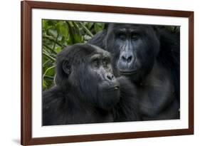 Mountain gorilla. Bwindi Impenetrable Forest. Uganda-Roger De La Harpe-Framed Premium Photographic Print