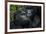 Mountain gorilla. Bwindi Impenetrable Forest. Uganda-Roger De La Harpe-Framed Premium Photographic Print