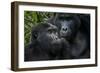 Mountain gorilla. Bwindi Impenetrable Forest. Uganda-Roger De La Harpe-Framed Photographic Print