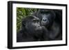 Mountain gorilla. Bwindi Impenetrable Forest. Uganda-Roger De La Harpe-Framed Photographic Print