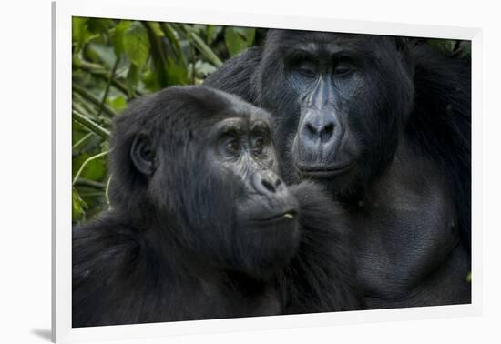 Mountain gorilla. Bwindi Impenetrable Forest. Uganda-Roger De La Harpe-Framed Photographic Print