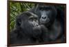 Mountain gorilla. Bwindi Impenetrable Forest. Uganda-Roger De La Harpe-Framed Photographic Print