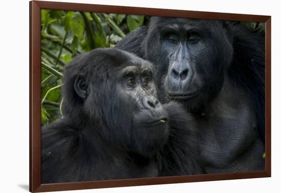 Mountain gorilla. Bwindi Impenetrable Forest. Uganda-Roger De La Harpe-Framed Photographic Print