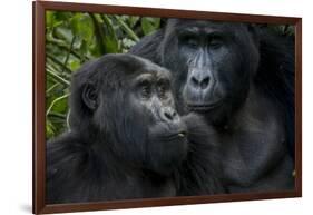 Mountain gorilla. Bwindi Impenetrable Forest. Uganda-Roger De La Harpe-Framed Photographic Print