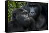 Mountain gorilla. Bwindi Impenetrable Forest. Uganda-Roger De La Harpe-Framed Stretched Canvas