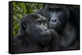 Mountain gorilla. Bwindi Impenetrable Forest. Uganda-Roger De La Harpe-Framed Stretched Canvas