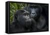 Mountain gorilla. Bwindi Impenetrable Forest. Uganda-Roger De La Harpe-Framed Stretched Canvas