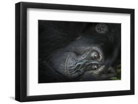 Mountain gorilla. Bwindi Impenetrable Forest. Uganda-Roger De La Harpe-Framed Premium Photographic Print