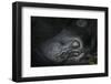 Mountain gorilla. Bwindi Impenetrable Forest. Uganda-Roger De La Harpe-Framed Premium Photographic Print