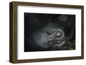 Mountain gorilla. Bwindi Impenetrable Forest. Uganda-Roger De La Harpe-Framed Photographic Print