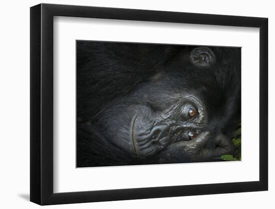 Mountain gorilla. Bwindi Impenetrable Forest. Uganda-Roger De La Harpe-Framed Photographic Print