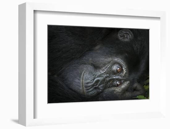 Mountain gorilla. Bwindi Impenetrable Forest. Uganda-Roger De La Harpe-Framed Photographic Print