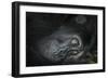 Mountain gorilla. Bwindi Impenetrable Forest. Uganda-Roger De La Harpe-Framed Photographic Print