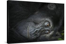 Mountain gorilla. Bwindi Impenetrable Forest. Uganda-Roger De La Harpe-Stretched Canvas