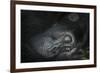 Mountain gorilla. Bwindi Impenetrable Forest. Uganda-Roger De La Harpe-Framed Premium Photographic Print