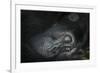 Mountain gorilla. Bwindi Impenetrable Forest. Uganda-Roger De La Harpe-Framed Photographic Print