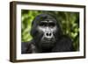 Mountain gorilla. Bwindi Impenetrable Forest. Uganda-Roger De La Harpe-Framed Photographic Print