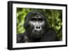 Mountain gorilla. Bwindi Impenetrable Forest. Uganda-Roger De La Harpe-Framed Photographic Print