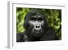 Mountain gorilla. Bwindi Impenetrable Forest. Uganda-Roger De La Harpe-Framed Photographic Print