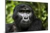 Mountain gorilla. Bwindi Impenetrable Forest. Uganda-Roger De La Harpe-Mounted Photographic Print