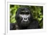 Mountain gorilla. Bwindi Impenetrable Forest. Uganda-Roger De La Harpe-Framed Photographic Print