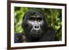 Mountain gorilla. Bwindi Impenetrable Forest. Uganda-Roger De La Harpe-Framed Photographic Print