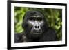 Mountain gorilla. Bwindi Impenetrable Forest. Uganda-Roger De La Harpe-Framed Photographic Print