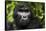 Mountain gorilla. Bwindi Impenetrable Forest. Uganda-Roger De La Harpe-Framed Stretched Canvas