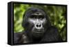 Mountain gorilla. Bwindi Impenetrable Forest. Uganda-Roger De La Harpe-Framed Stretched Canvas