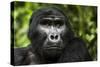 Mountain gorilla. Bwindi Impenetrable Forest. Uganda-Roger De La Harpe-Stretched Canvas