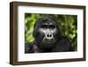 Mountain gorilla. Bwindi Impenetrable Forest. Uganda-Roger De La Harpe-Framed Photographic Print