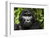 Mountain gorilla. Bwindi Impenetrable Forest. Uganda-Roger De La Harpe-Framed Photographic Print