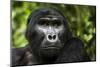 Mountain gorilla. Bwindi Impenetrable Forest. Uganda-Roger De La Harpe-Mounted Photographic Print